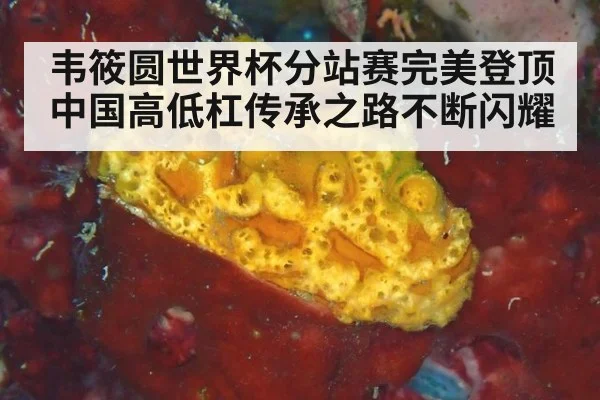 韦筱圆世界杯分站赛完美登顶 中国高低杠传承之路不断闪耀